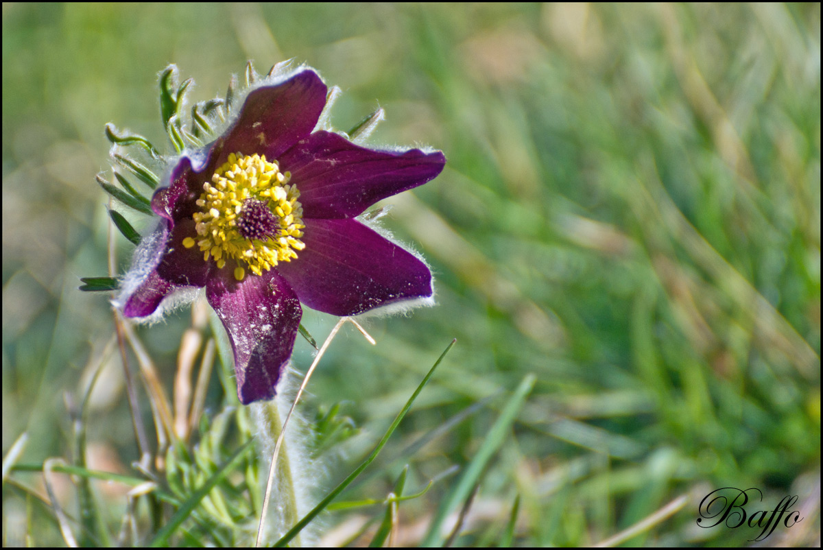 Pulsatilla montana (Hoppe) Rchb. subsp. montana - Padriciano